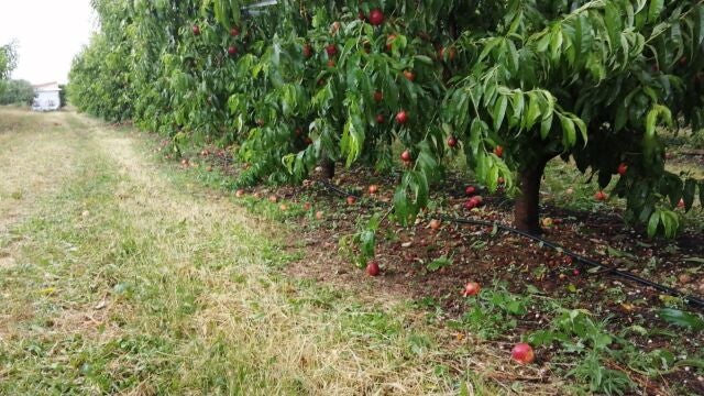 La Unió pide que se declare l'Horta zona afectada por la emergencia climática