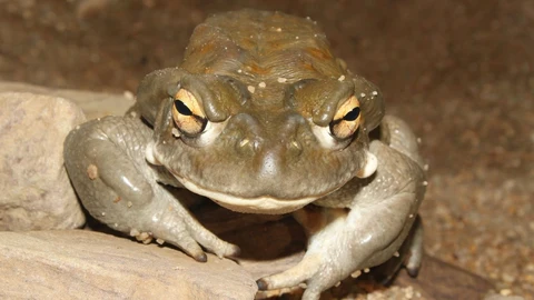 Bufo alvarius mirando de frente muy fijamente al cámara con sus pupilas horizontales.