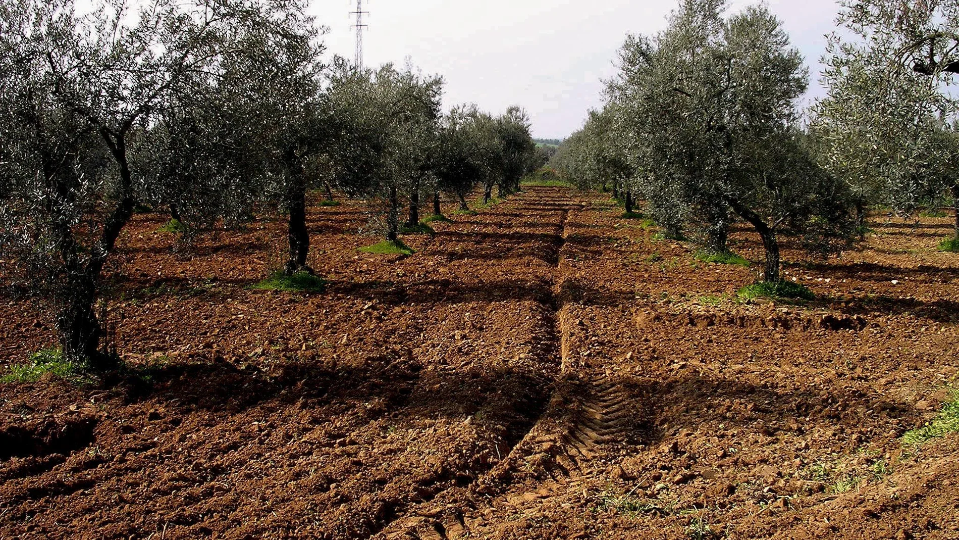 Los agricultores temen que Europa recorte la PAC tras la crisis del coronavirus