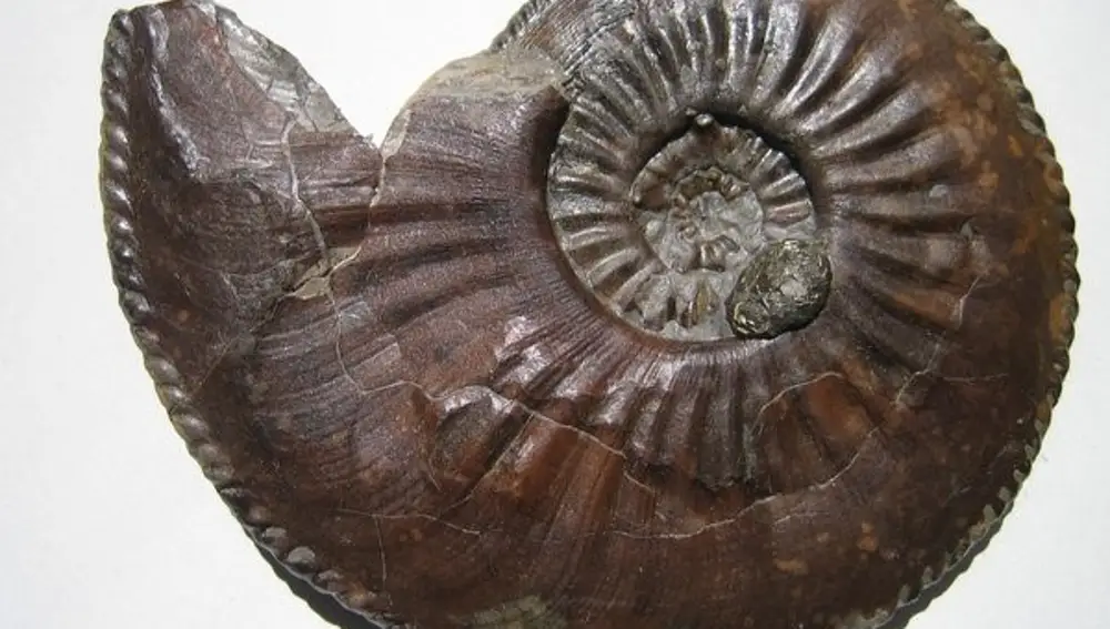 Fósil de la concha de un Amaltheus gibbosus.
