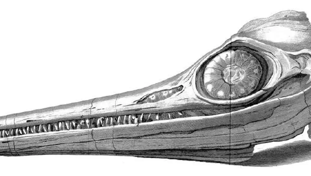 Dibujo del cráneo de un ejemplar de Temnodontosaurus platyodon encontrado por Mary Anning cuando era niña.