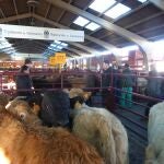 Mercado de Ganados de la Diputación de Salamanca