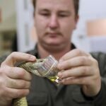 GRAF7909. SÍDNEY, 09/06/2020.-Con una sola sesión de extracción, el Parque Australiano de Reptiles logró recoger un total de 3,32 gramos de veneno de una serpiente costera Taipan, suficiente para matar a 100 personas y lo que establece un nuevo récord mundial. a serpiente costera Taipan, que generalmente vive en el norte y este de Australia y sur de Papúa Nueva Guinea, es considerada como una de las más venenosas del mundo. Los guardaparques lograron extraer de las fauces de "Whiplash", como han bautizado al espécimen de Taipan, un total de 3,32 gramos de veneno, con lo que superan el anterior récord mundial, de 3,1027 gramos, también logrado con la misma serpiente. Esta cantidad de veneno extraído "es capaz de matar a cien personas y sobrepasa el promedio de 1,8 gramos que se extrae en cada oportunidad", explicó este martes en un comunicado el Parque Australiano de Reptiles. - EFE/Australian Reptile Park/No ventas/Solo uso editorial