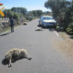 La Guardia Civil investiga el atropello intencionado de tres ovejas en Ávila