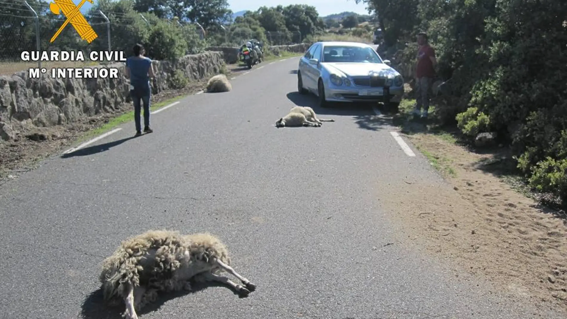 La Guardia Civil investiga el atropello intencionado de tres ovejas en Ávila