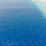 Miles de tortugas que se congregan en la Gran Barrera de Coral de Australia durante la temporada de anidación.