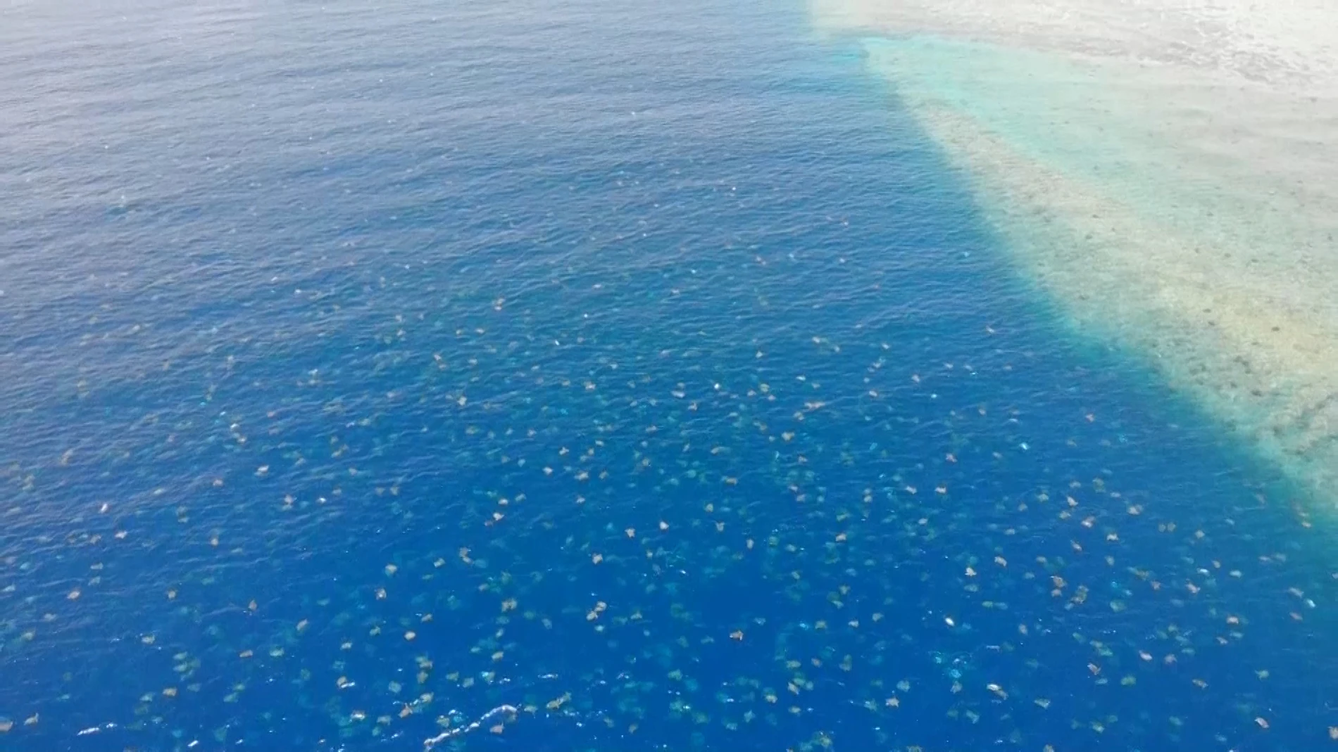 Miles de tortugas que se congregan en la Gran Barrera de Coral de Australia durante la temporada de anidación.
