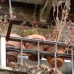Flores marchitas en el balcón de un matrimonio fallecido por coronavirus