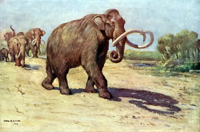 La miserable vida de los últimos mamuts