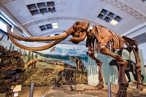 La misteriosa muerte de los últimos mamuts