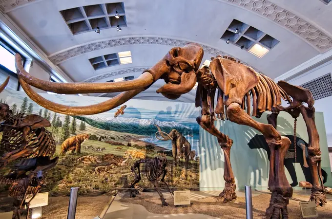 ¿Trampa o cementerio? Encuentran en México 60 esqueletos de mamuts