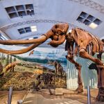 Esqueleto de mamut colombino en el Museo de Historia Natural de Utah.