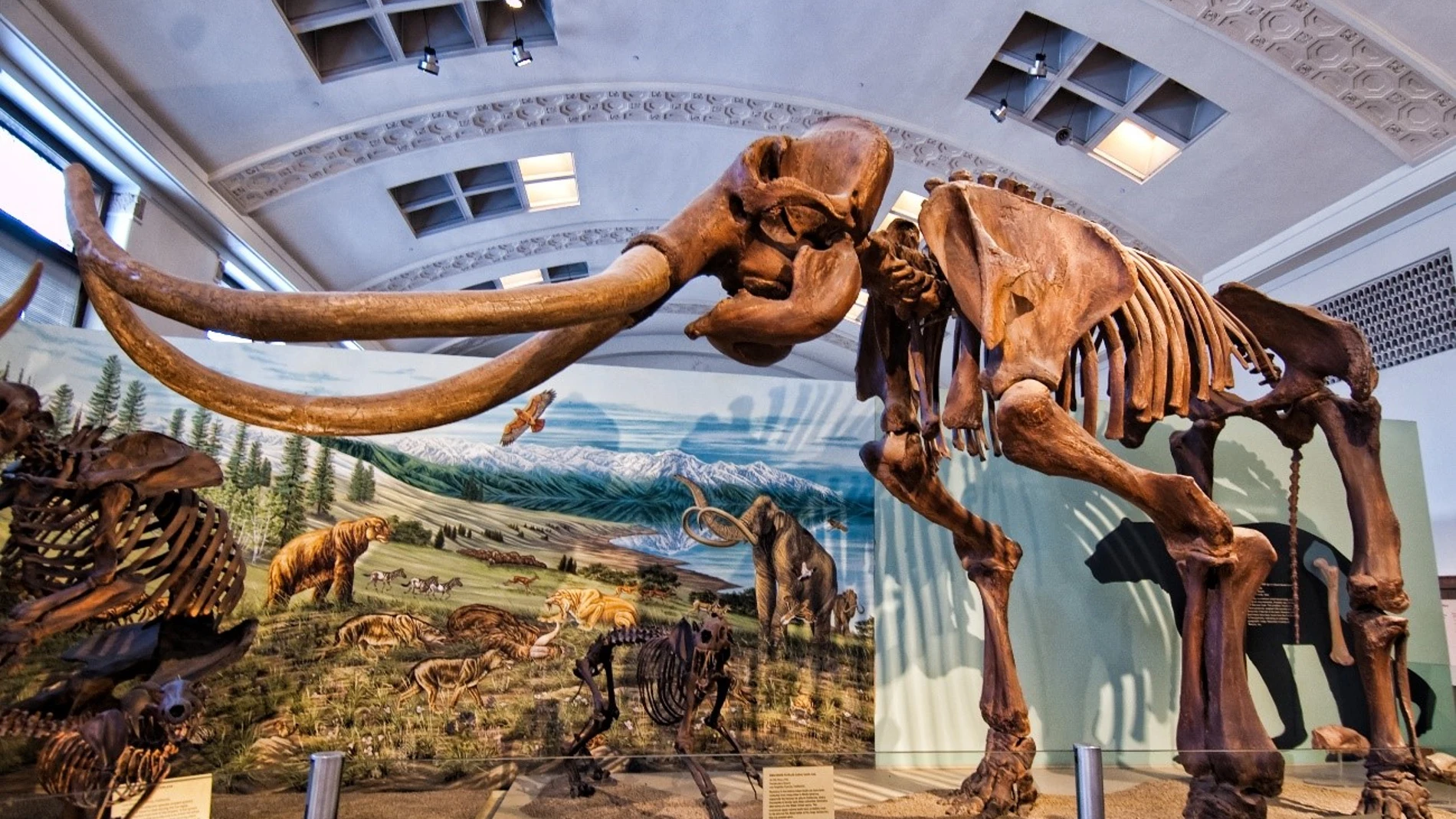 Esqueleto de mamut colombino en el Museo de Historia Natural de Utah.