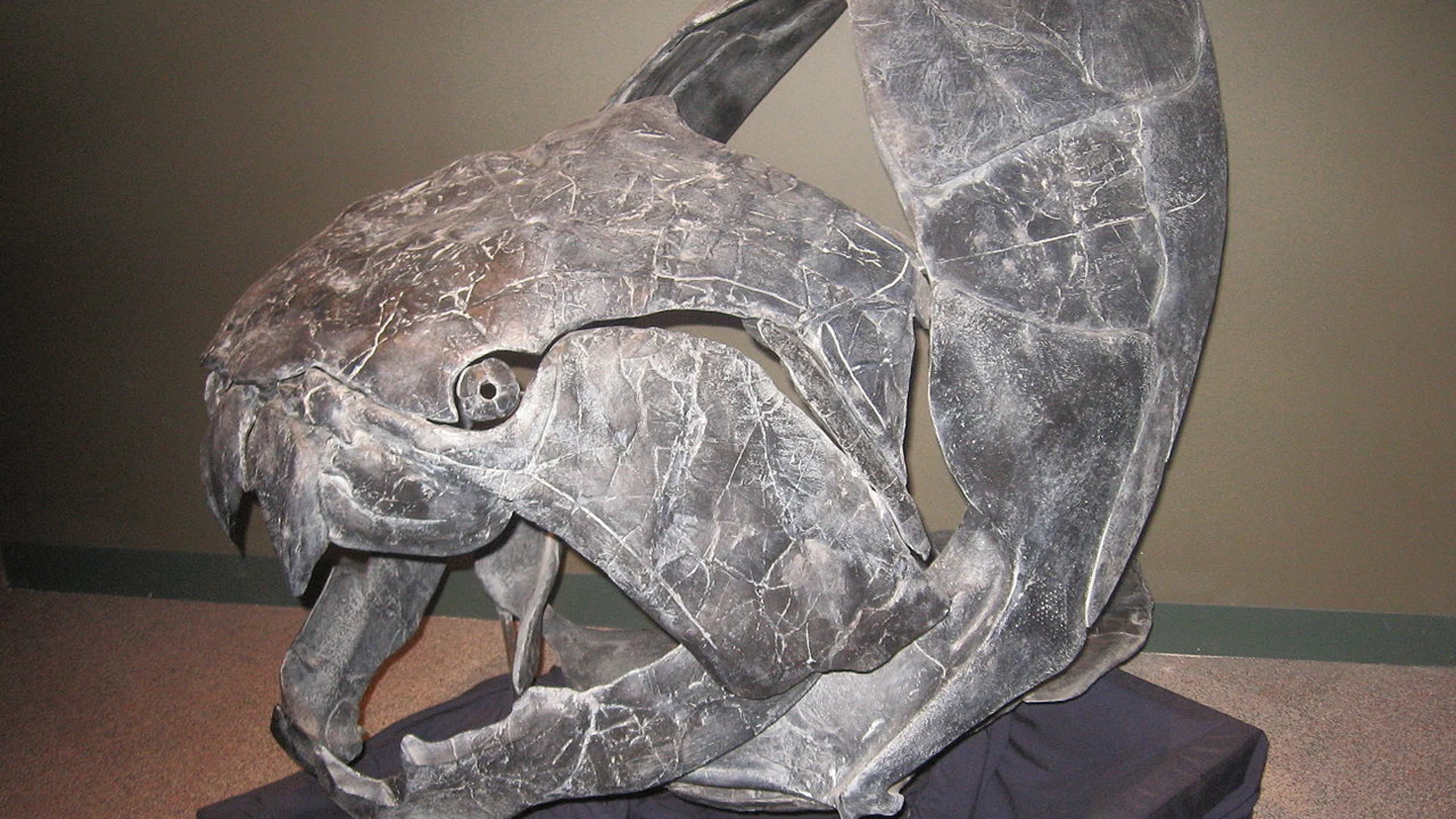 Dunkleosteus era el mayor depredador del Devónico, un pez carnívoro que alcanzaba los 9 metros de longitud y cuya cabeza estaba cubierta de placas de hueso. Él y todo su linaje fueron barridos por la extinción del Devónico.