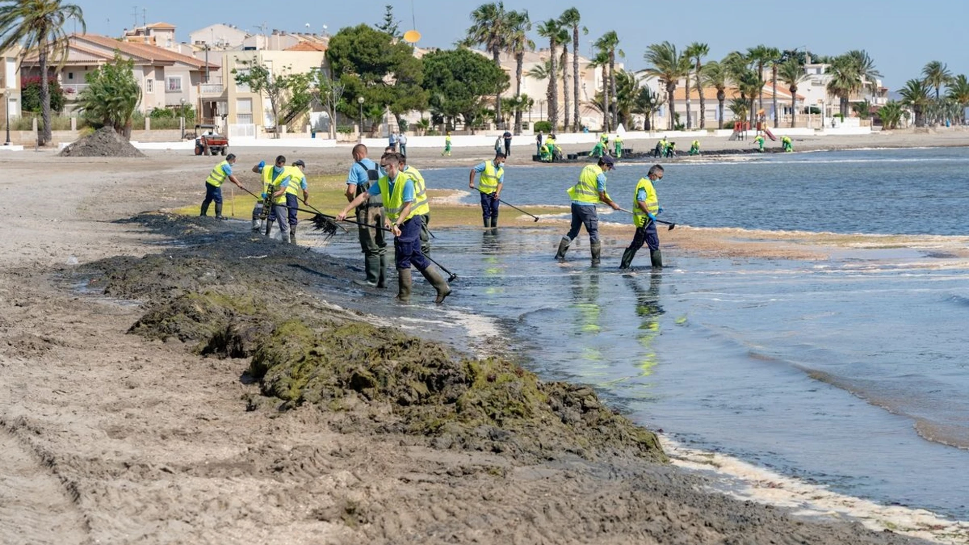 El Ayuntamiento de Cartagena refuerza la limpieza y retirada de algas en el Mar Menor con 16 operarios contratados