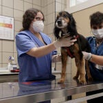 Realizar pruebas de covid a los perros servirá para realizar un censo genético