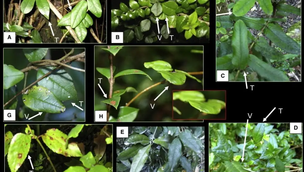 Imágenes de hojas de Boquila trifoliolata mimetizándose con otras especies, publicada en el artículo: Leaf Mimicry in a Climbing Plant Protects against Herbivory
