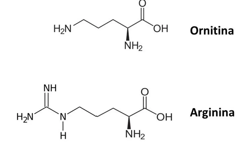 Comparación entre la estructura química de la ornitina y la arginina. A nivel químico, la terminación con el grupo amonio le concede carga positiva.