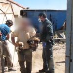 La Guardia Civil interviene en una parcela donde encontraron nueve perros en mal estado