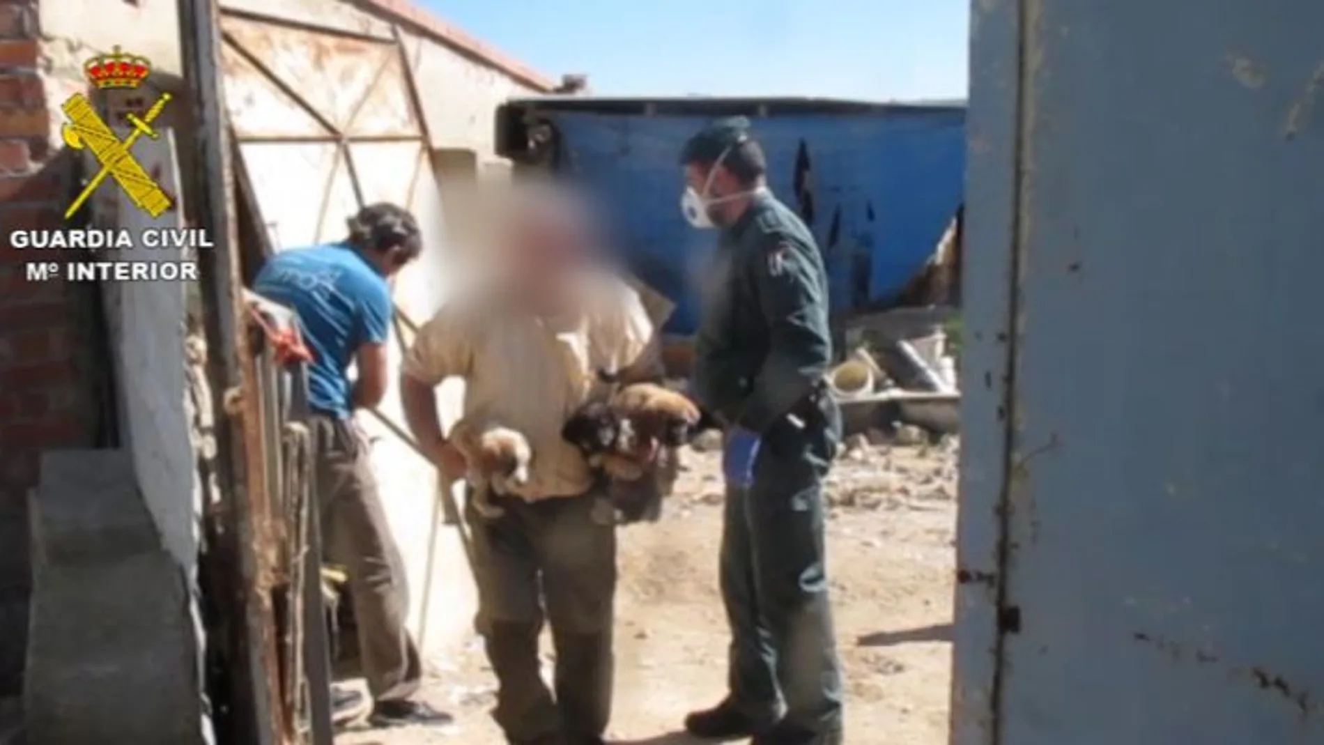La Guardia Civil interviene en una parcela donde encontraron nueve perros en mal estado