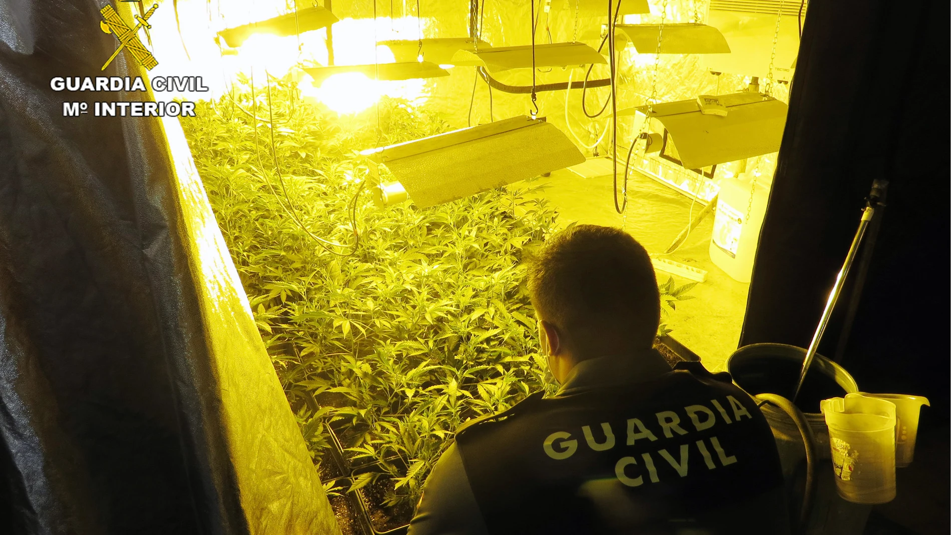 La Guardia Civil detiene a un vecino de Totana que ocultaba una plantación de marihuana en un establecimiento de compra-venta de coches usados