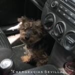 Sevilla.- Sucesos.- Denunciada por dejar encerrado a su perro en el coche durante cuatro horas a pleno sol con 40 grados