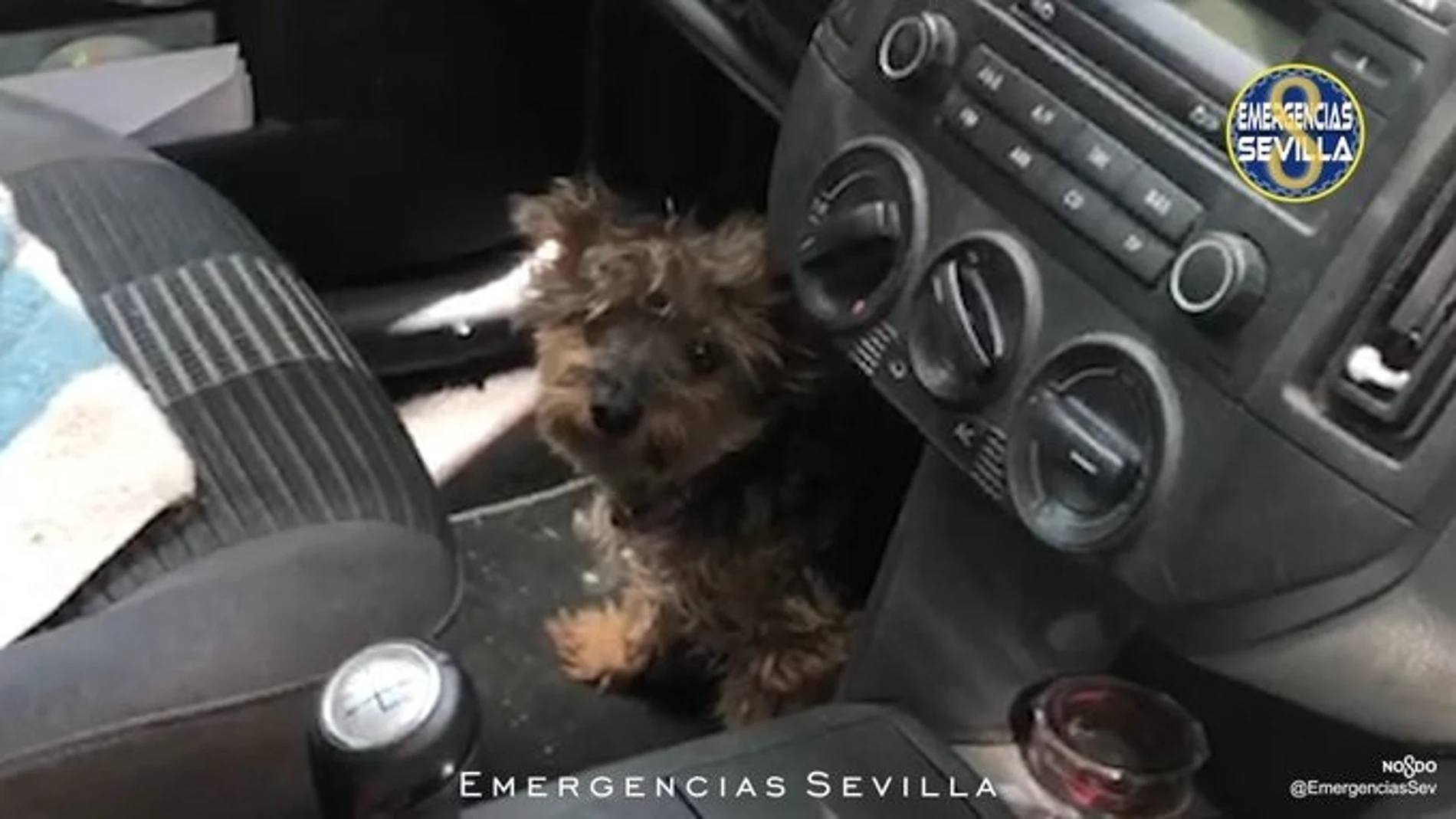 Sevilla.- Sucesos.- Denunciada por dejar encerrado a su perro en el coche durante cuatro horas a pleno sol con 40 grados