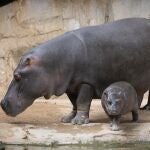 El baby boom de la pandemia ha dejado un bebé hipopótamo en el Bioparc