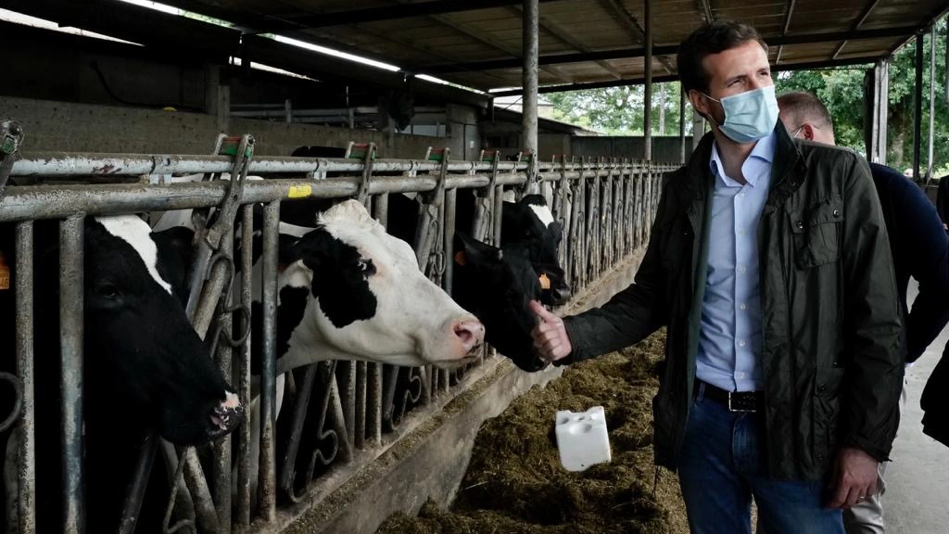 El líder del PP, Pablo Casado visita la explotación láctea en el municipio de Cospeito (Lugo)