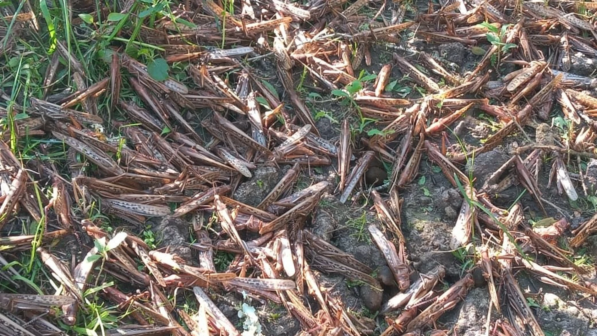 Autoridades preparan fumigaciones para combatir plaga de langostas en el norte de Argentina