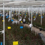 Instalaciones de Aleia Roses en el municipio soriano de Garray