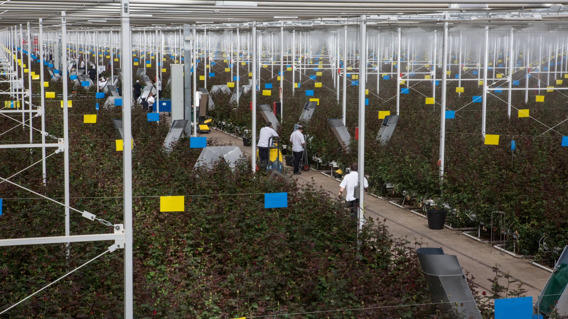 Instalaciones de Aleia Roses en el municipio soriano de Garray