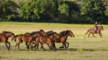 Caballos maremanni en la Toscana italiana