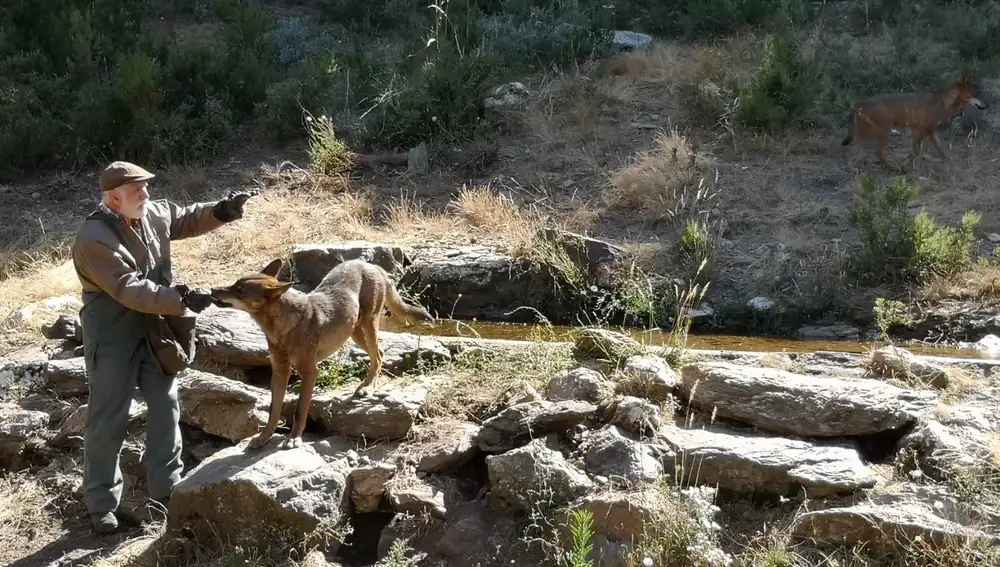 Cuidador alimentando a los lobos durante la visita.