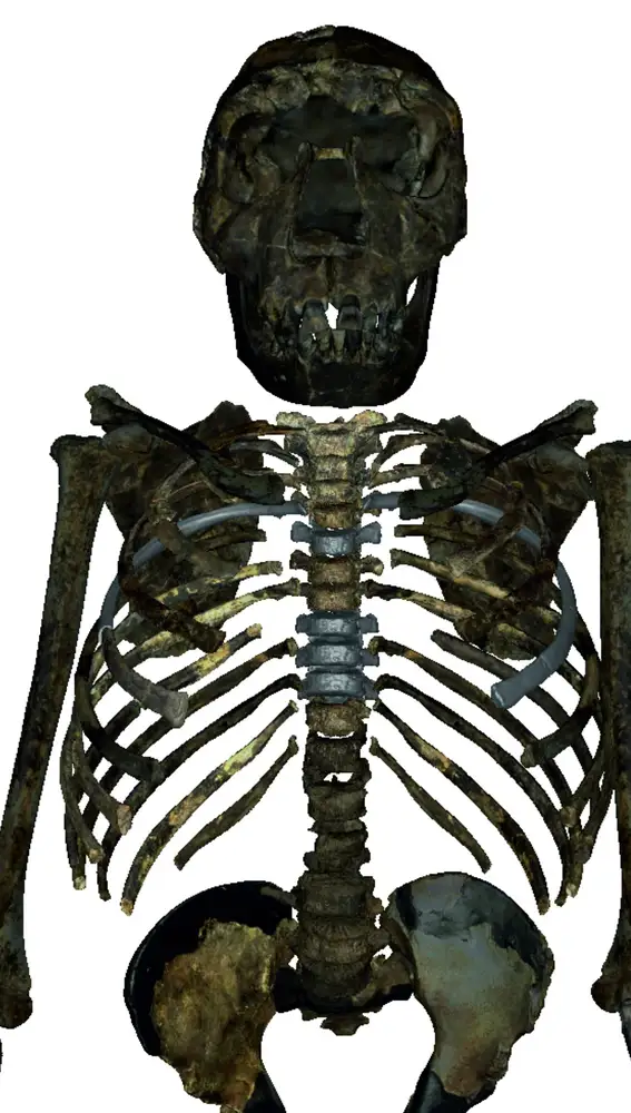 Esqueleto frontal del joven Homo erectus de Turkana