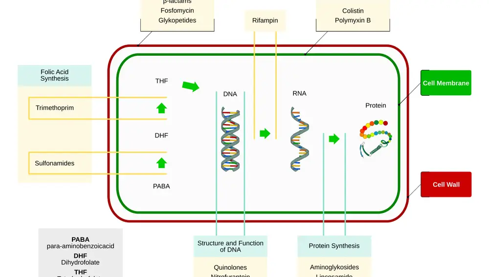 Este diagrama presenta una bacteria muy simplificada, y señala a qué partes de su célula atacan algunos antibióticos. La línea verde señala la membrana celular, similar a la que nuestras células tienen, y la línea roja la pared celular. En el interior de la célula bacteriana, al igual que en las nuestras, la información del ADN se copia a una molécula de ARN, y ésta última se utiliza para fabricar proteínas. Aunque este procedimiento es común a toda la vida en la Tierra, la maquinaria celular empleada para copiar el ADN a ARN o para fabricar las proteínas a partir del ARN es ligeramente diferente en bacterias y en humanos.