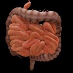 Modelo tridimensional artístico de un intestino humano