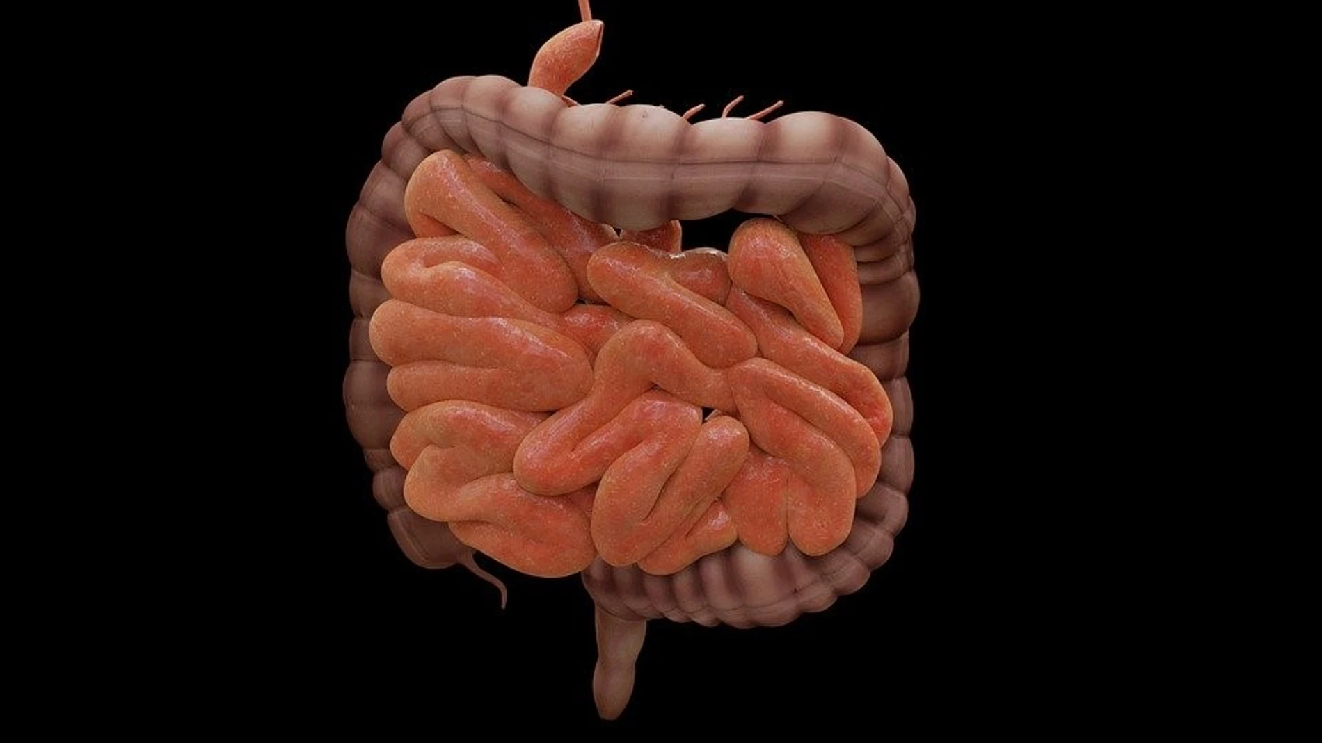 Modelo tridimensional artístico de un intestino humano.