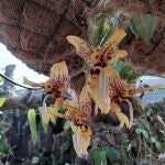 Flor del Parque Botánico Orquidario de Estepona