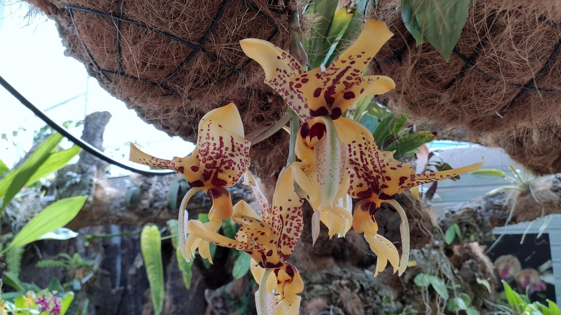 Málaga.- El Orquidario de Estepona acoge la floración de una especie que desprende aroma a chocolate