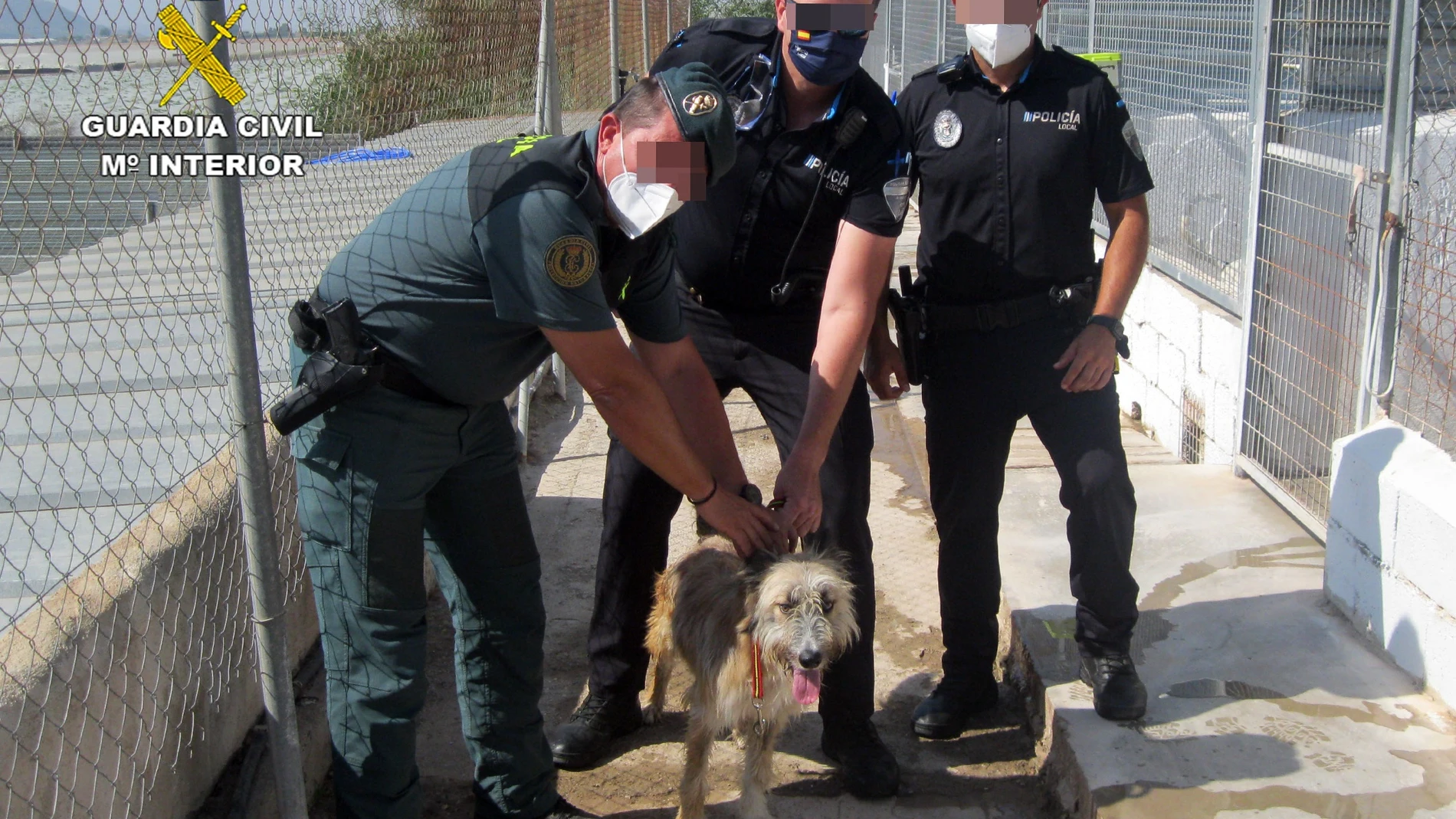 Sucesos.- La Guardia Civil investiga a un vecino de Águilas por maltratar a su perro dándole patadas y puñetazos