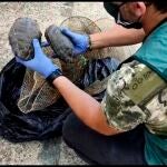 Agentes de la Guardia Civil del Equipo Roca de La Rinconada (Sevilla) investigan a un varón como presunto autor de los delitos continuados de hurto, daños y contra la flora y la fauna