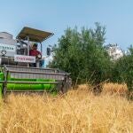 Recogida de la cuarta y última cosecha de cebada cervecera del Proyecto Olivo en Huelma (Jaén)