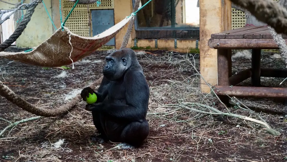 La felicidad que transmiten los gorilas se extiende al resto del Parque.