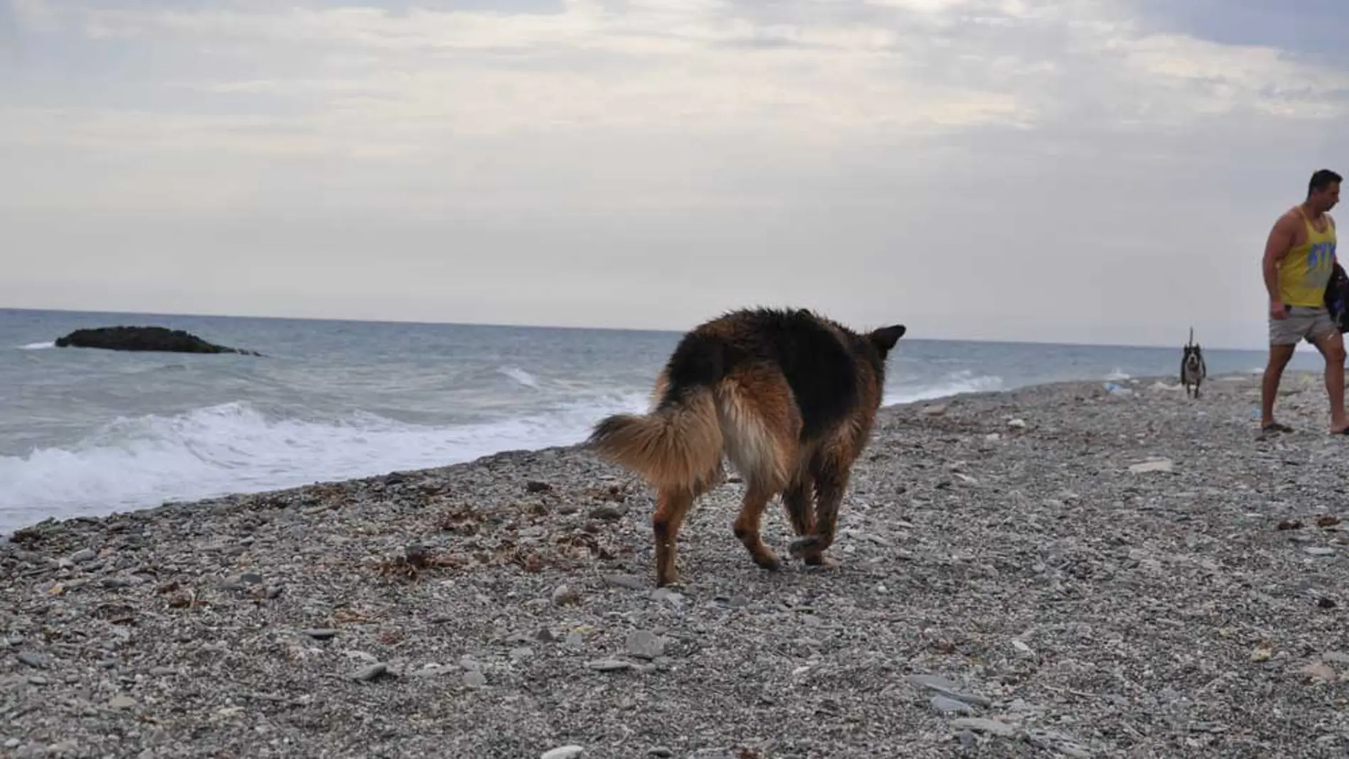 Playa canina La Rana en Adra, Almería, de piedras y sin servicios