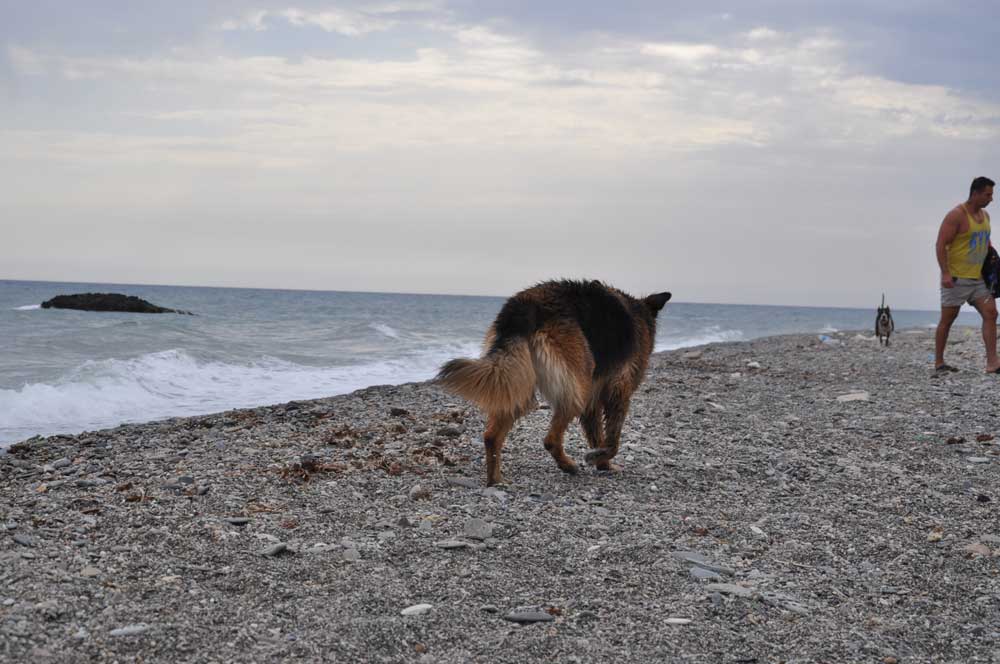 que hay para hacer en brighton con perros