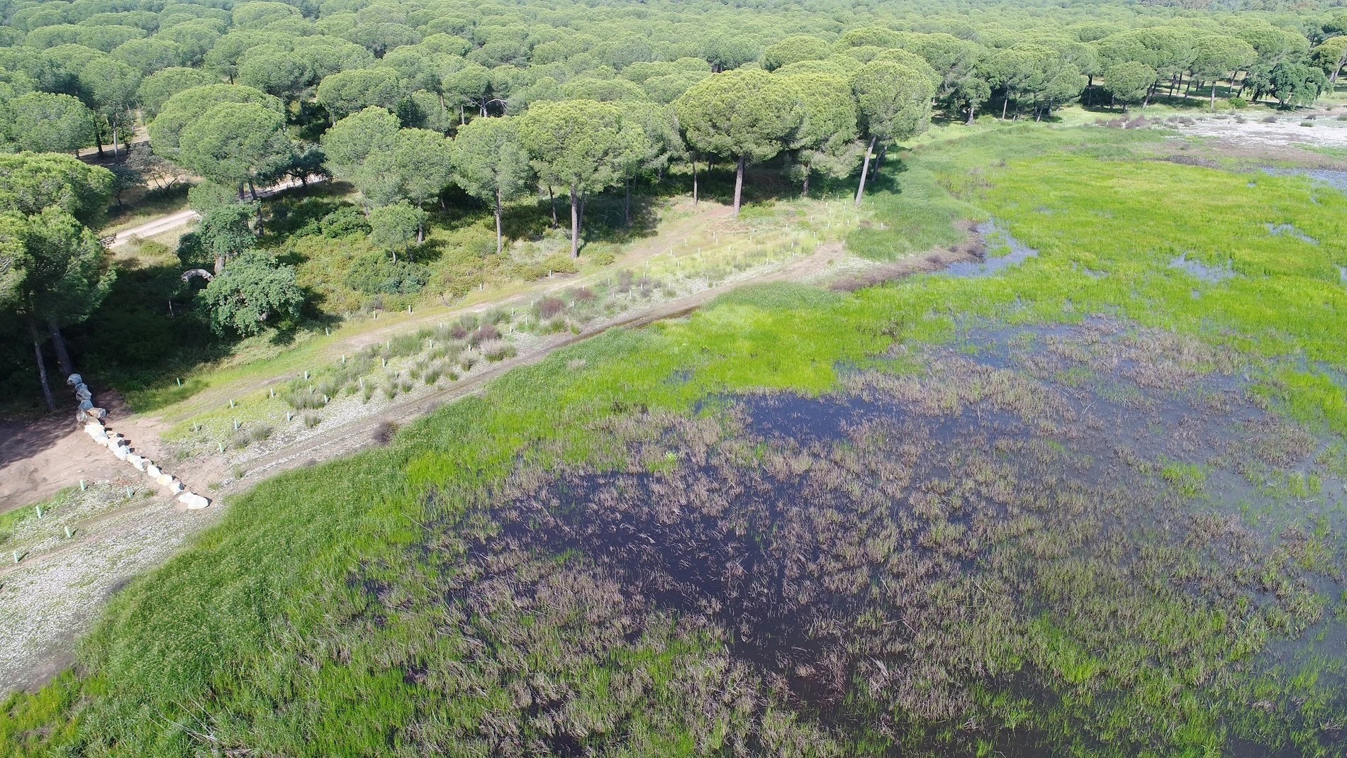 Huelva.- Heineken ayuda a proteger el agua en Doñana y devuelve 1.000 millones de litros cada año