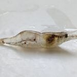Imagen de archivo de un camarón