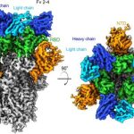 Reconstrucción tridimensional de microscopía electrónica de anticuerpos (azul) que se une a la proteína de pico viral (sombreado en gris, naranja y verde).