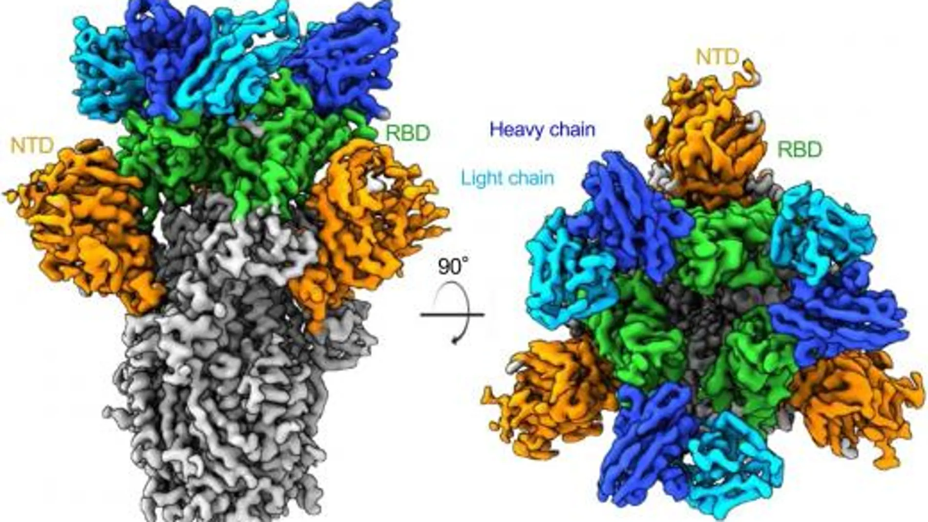 Reconstrucción tridimensional de microscopía electrónica de anticuerpos (azul) que se une a la proteína de pico viral (sombreado en gris, naranja y verde).